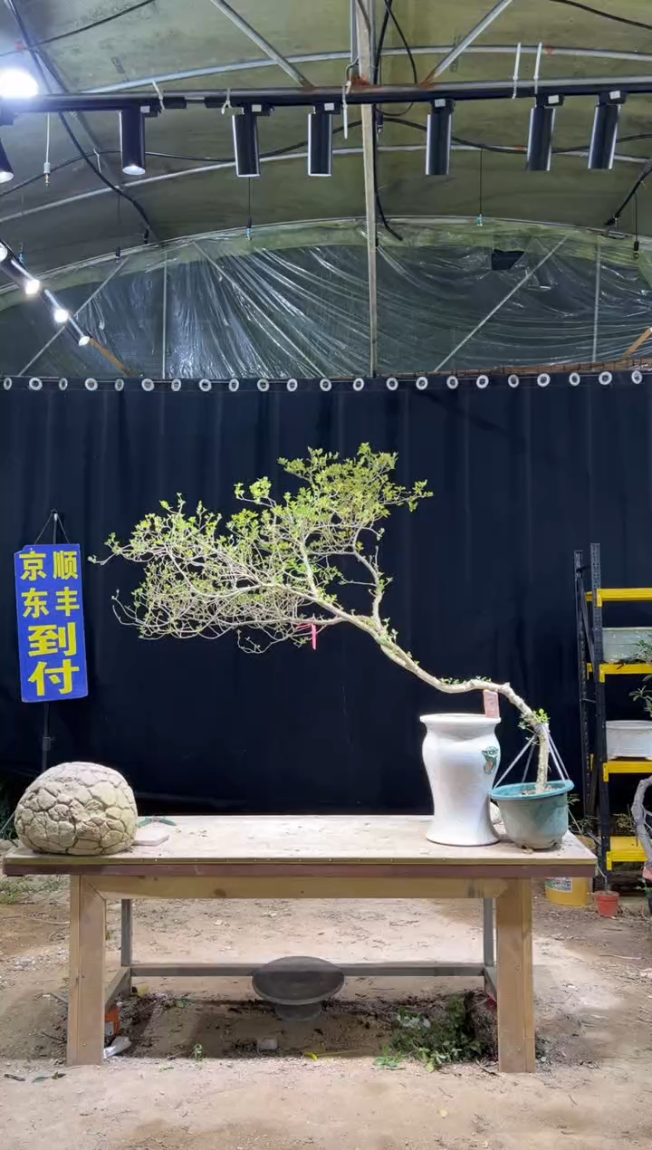 无花朵力* 海岛栀子花