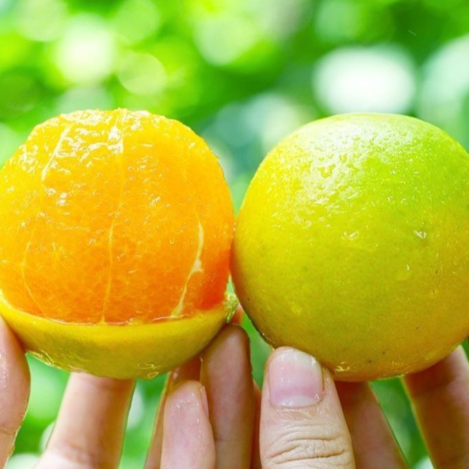 广西桂林高山夏橙新鲜脆嫩5斤9斤现摘应季水果香甜皮薄细腻鲜甜