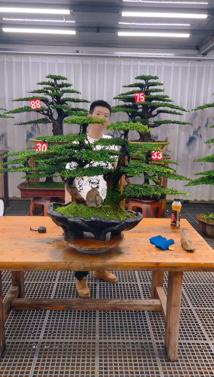无花朵龙**川精品盆景直播间一物一拍