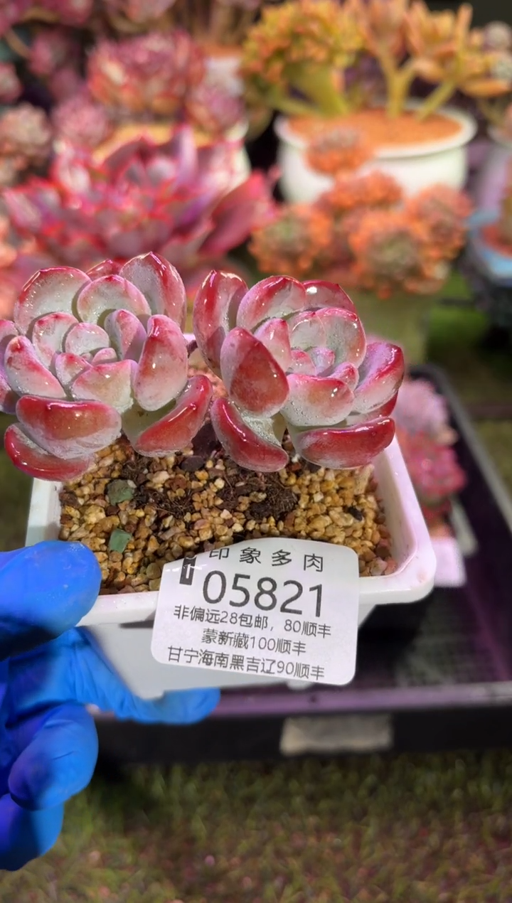 【闪购商品】05821