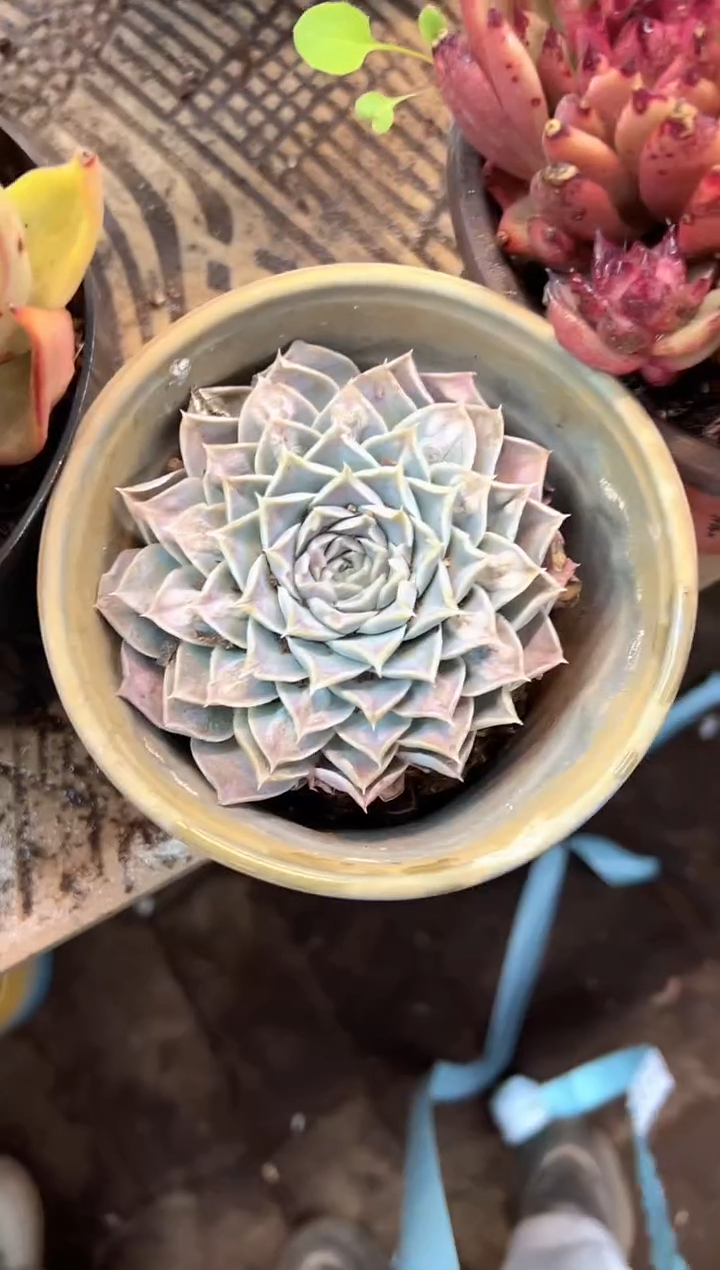 (****寻多肉植物一物一拍20434
