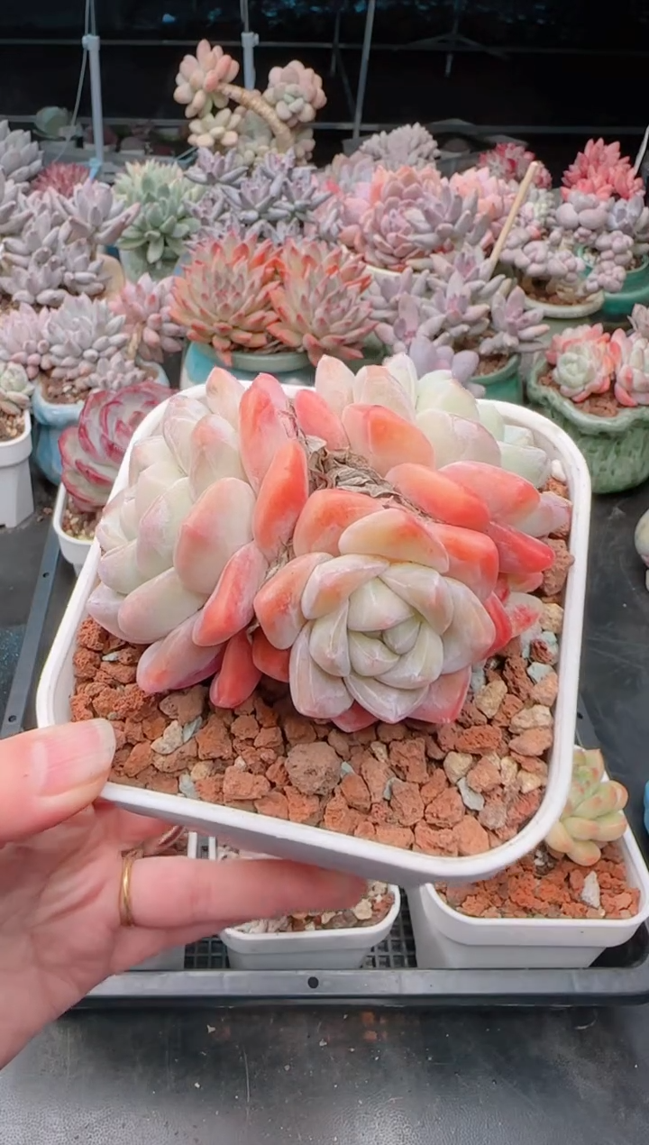 【闪购商品】3418冰玉