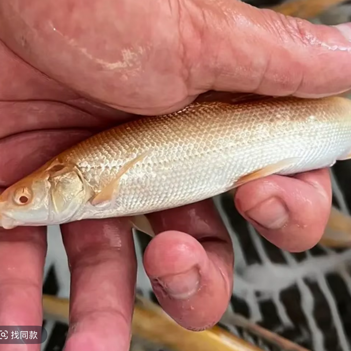 现捞现发 四川鲜活银鳕鱼  生态养殖 渔场直发