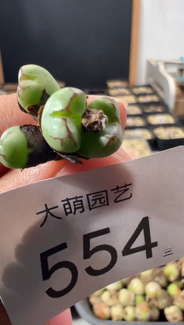 一物一拍   脱土发       --554