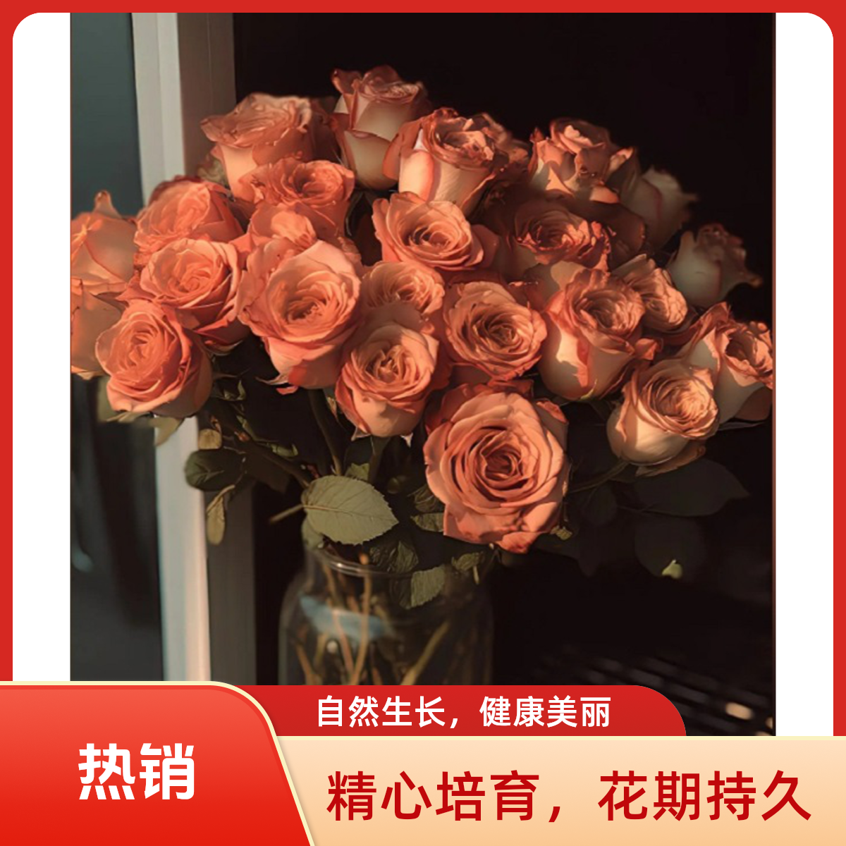 卡布奇诺玫瑰一单发中通冷链两单发顺丰冷链