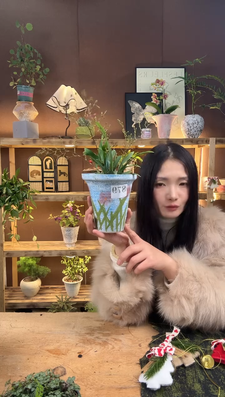 无花朵文心兰加盆一套879