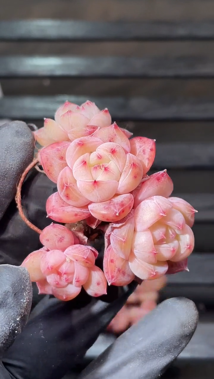 31-11 黄桃罐头3-4厘米不包整散量拍发一颗