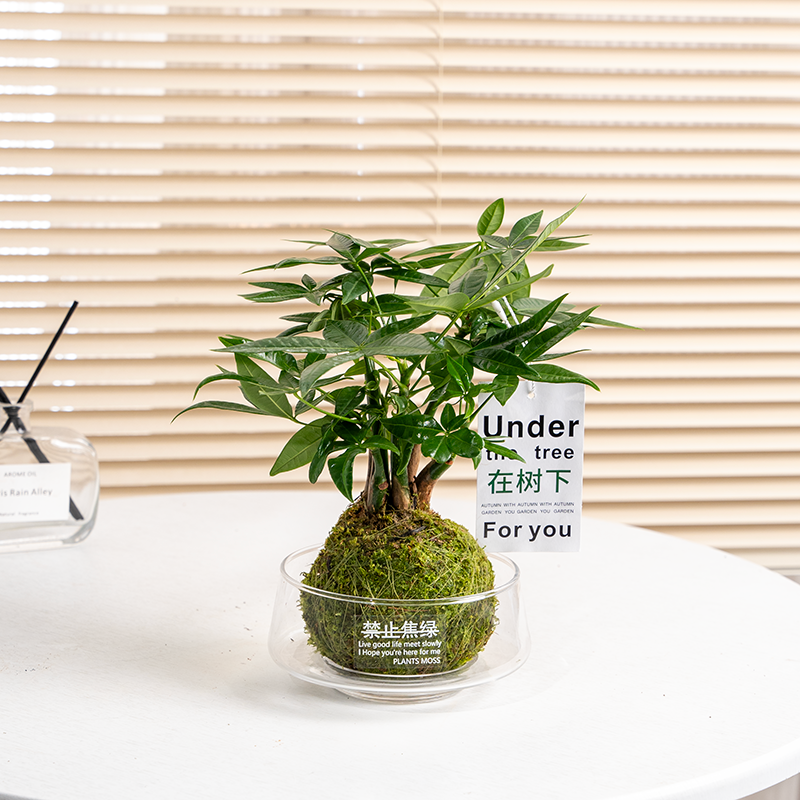 发财树苔藓玉球中式禅意办公室客厅茶桌水培好养绿植盆栽四季常青