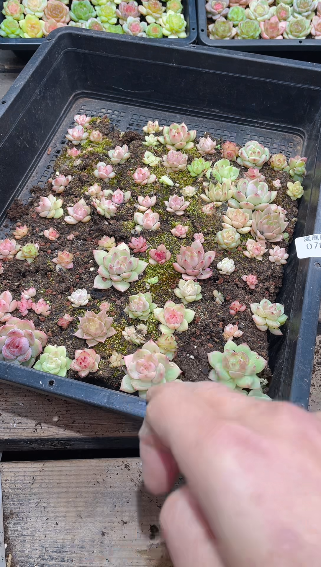 078珍妮优混      量拍