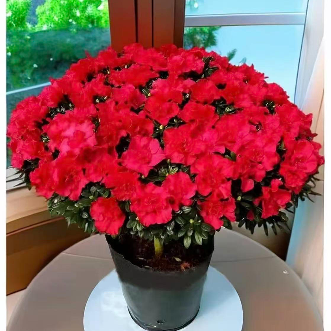 带花苞红杜鹃花盆栽室内外好养四季开花绿植