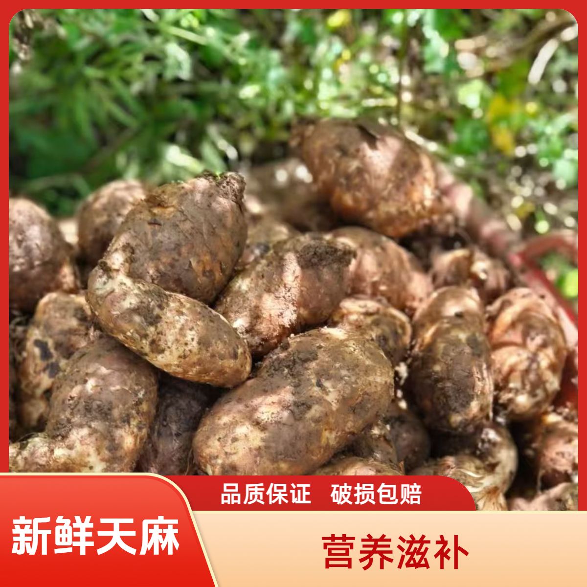 新亮新农人【天麻】贵州望谟营养新鲜乌天麻可煲汤泡酒炖肉健康食用