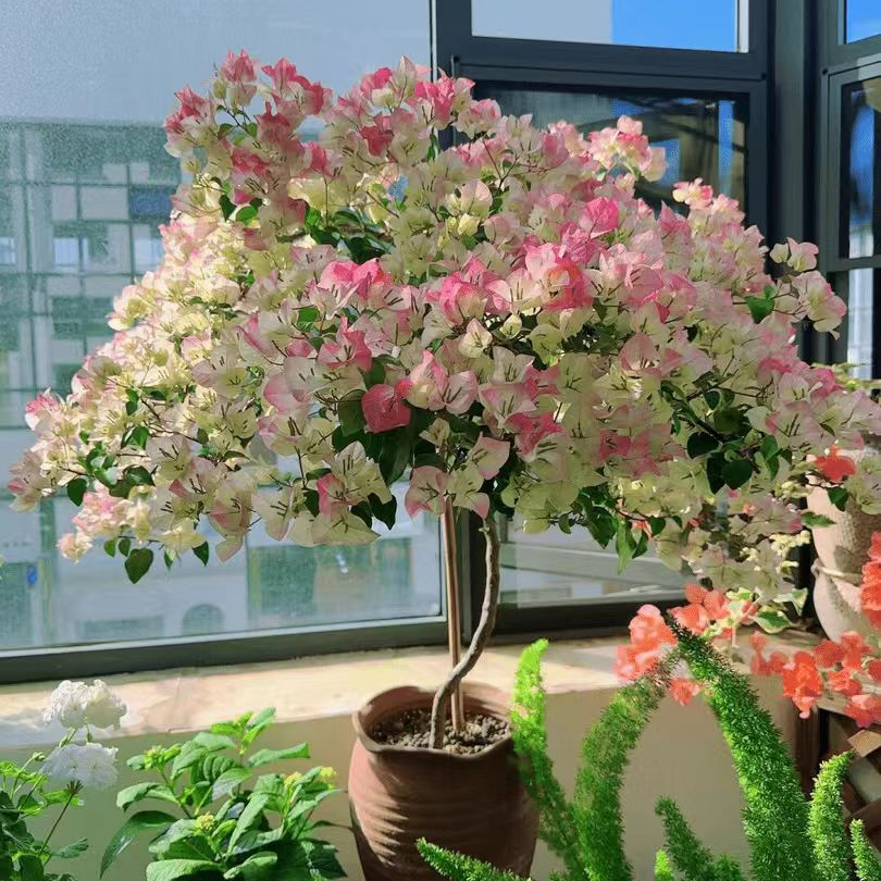 【绿樱】三角卉四季开花适合庭院阳台盆栽带盆带土带花苞