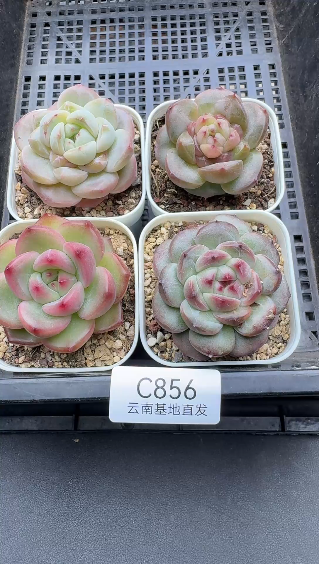 珍妮杂交多肉C856