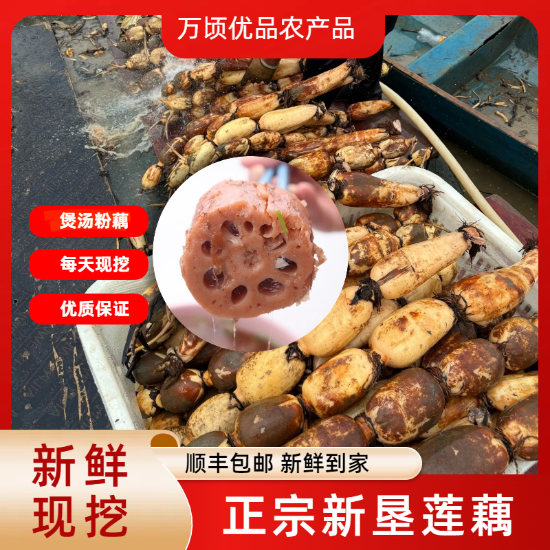 【顺丰包邮】南沙新垦粉莲藕煲汤莲藕粉糯清甜新鲜现挖原产地直发