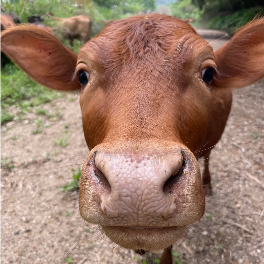 生态高山放养土黄牛肉新鲜原切现宰现发【现场称重链接】