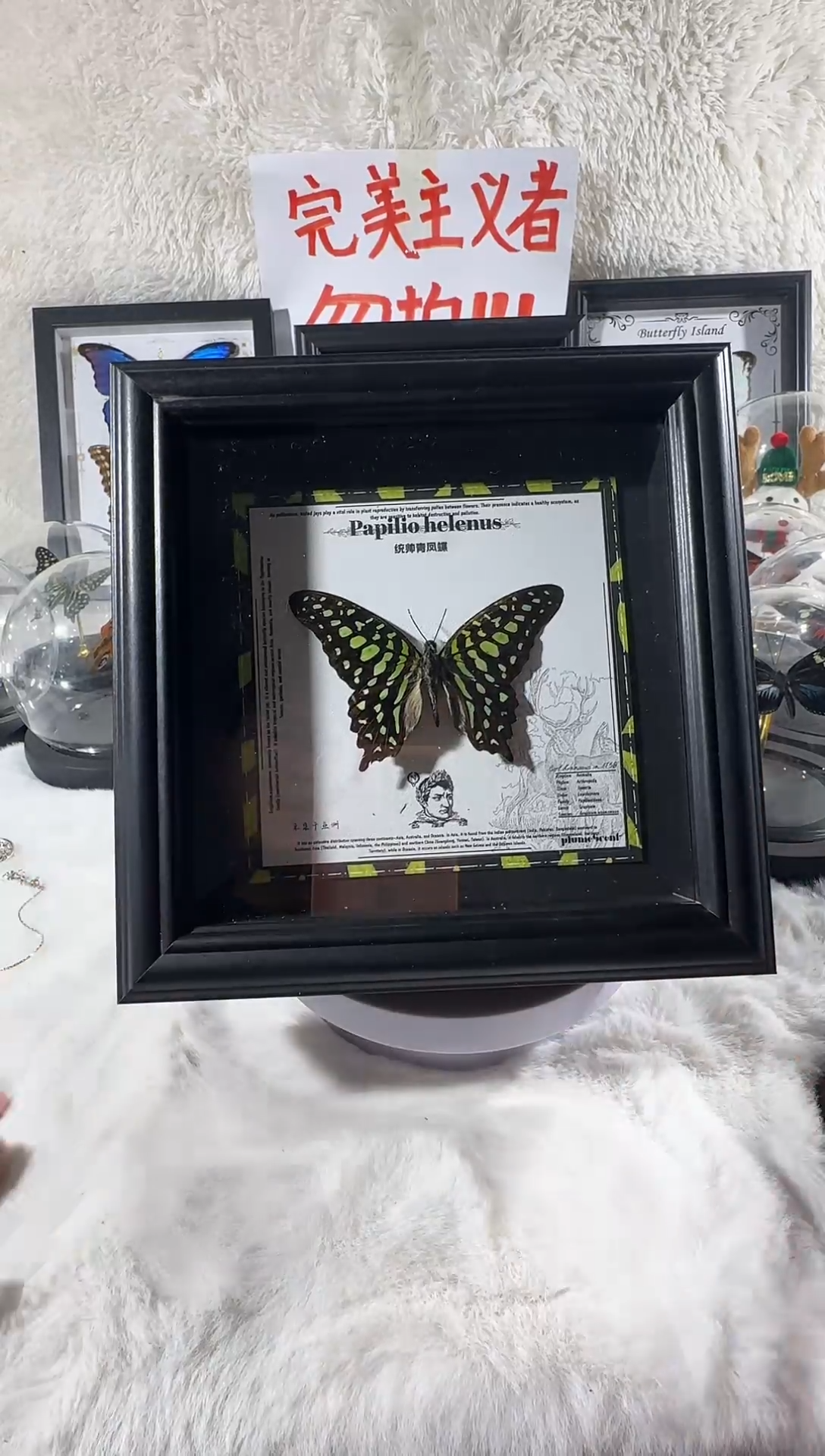 木统帅青凤新相框   