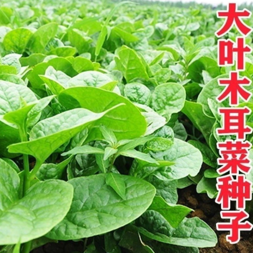 新种四季阳台盆栽菜园易种蔬菜种籽大叶木耳菜种子肉厚豆腐菜耐种商品图