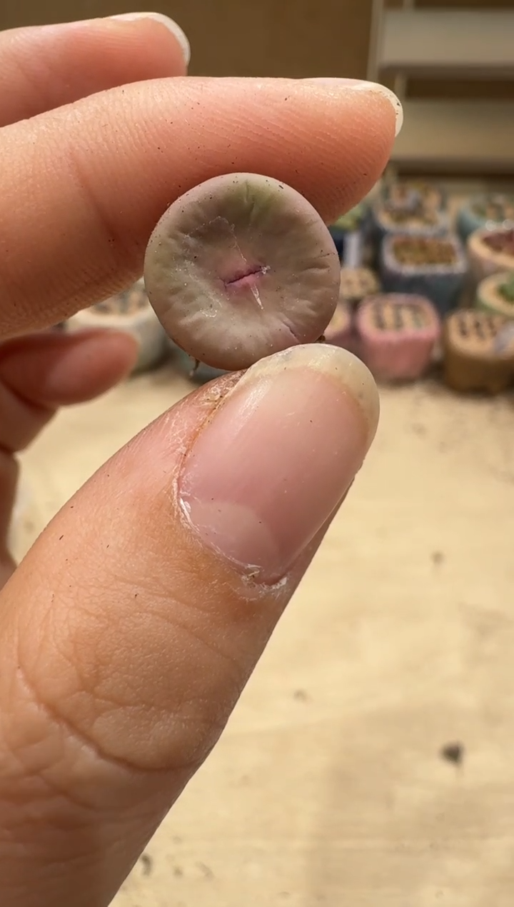 8-37多肉植物肉锥