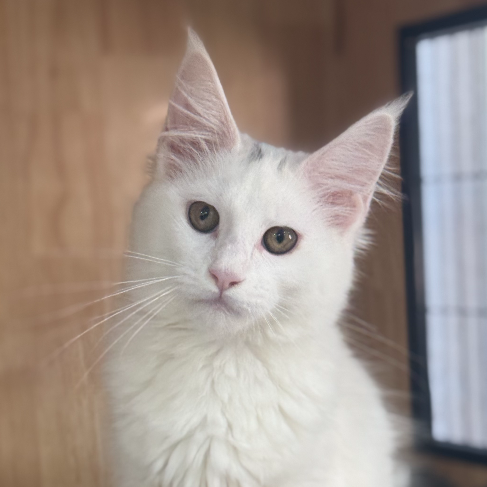 来了姊妹-纯白缅因 猫 妹妹 6