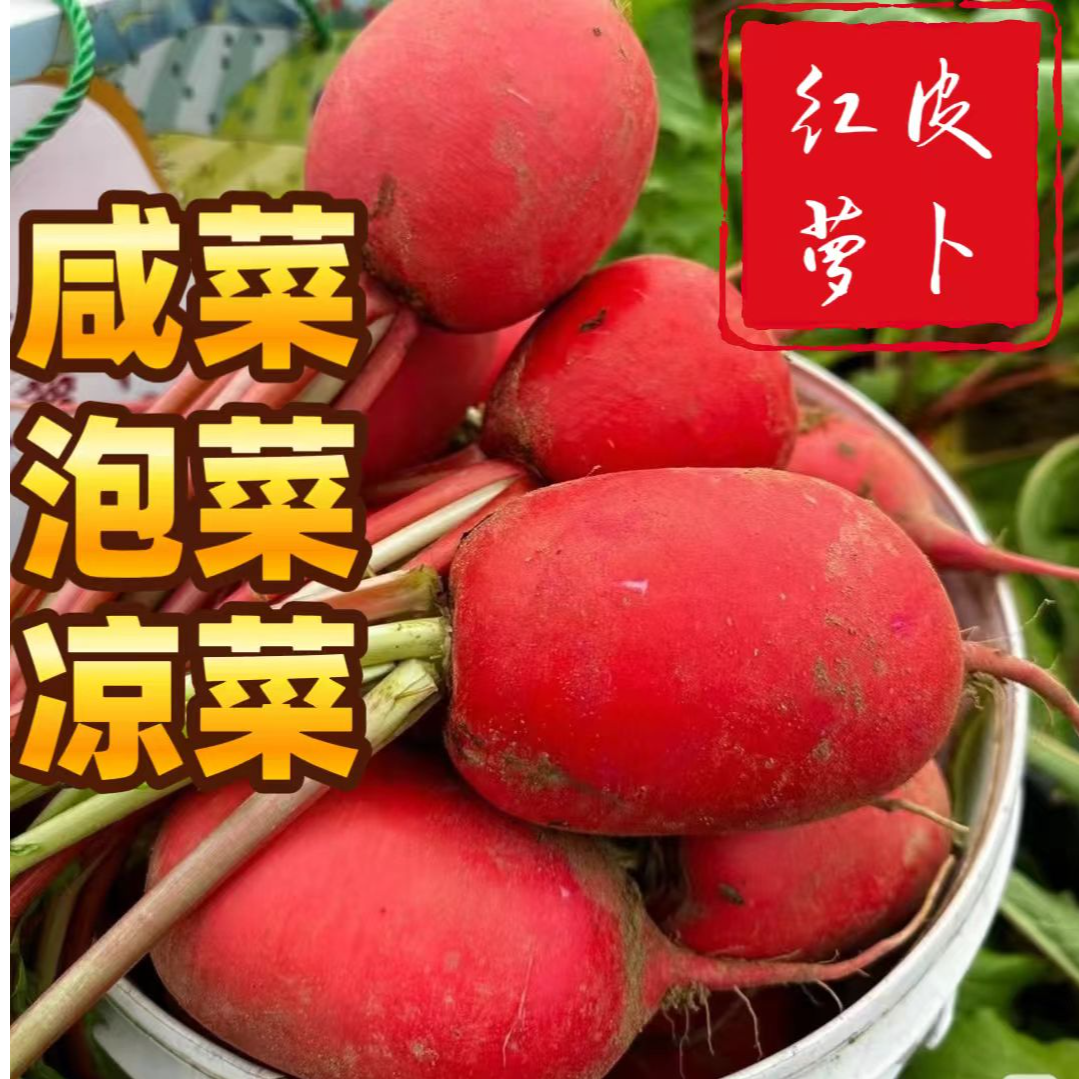 湖北新鲜红皮大萝卜现挖现发甜脆可口可做泡菜农家自种大红袍萝卜
