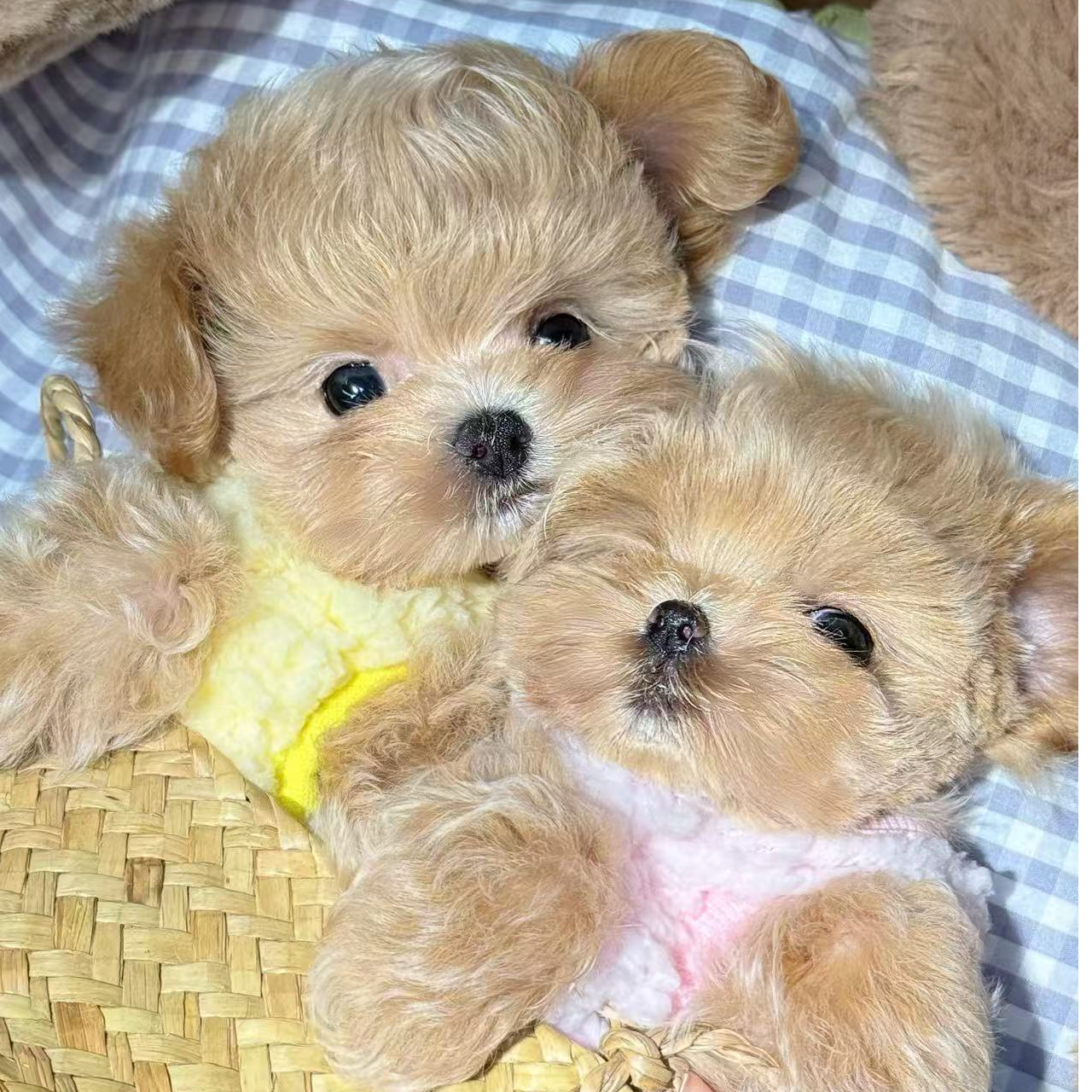 韩版小体比熊犬泰迪马尔泰幼犬宠物狗狗活体