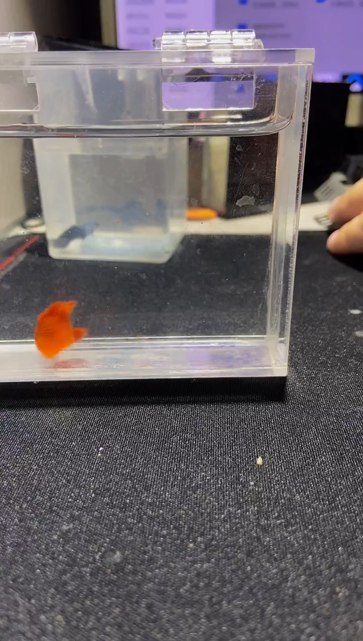 孔雀鱼血红孔雀鱼一对