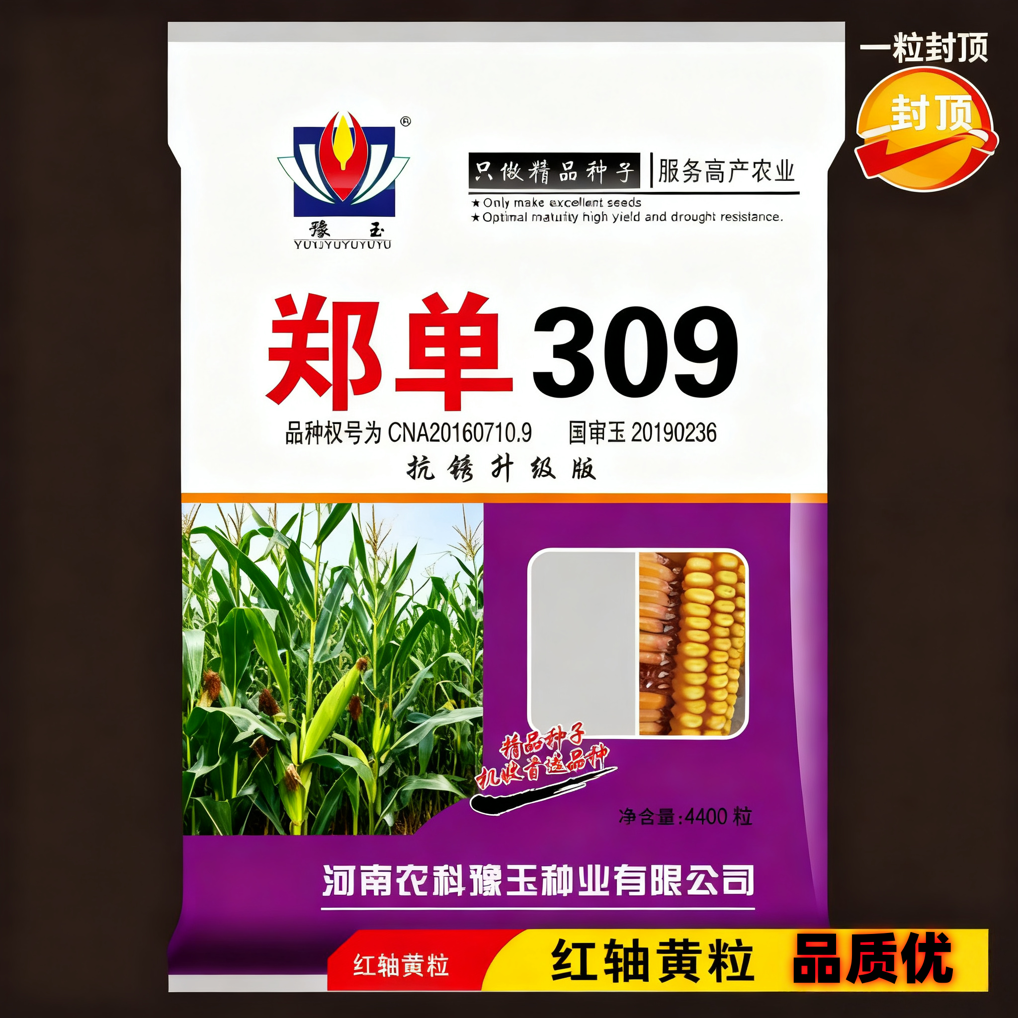 抗锈升级版抗旱郑单309国审玉米种国审高产玉米种子