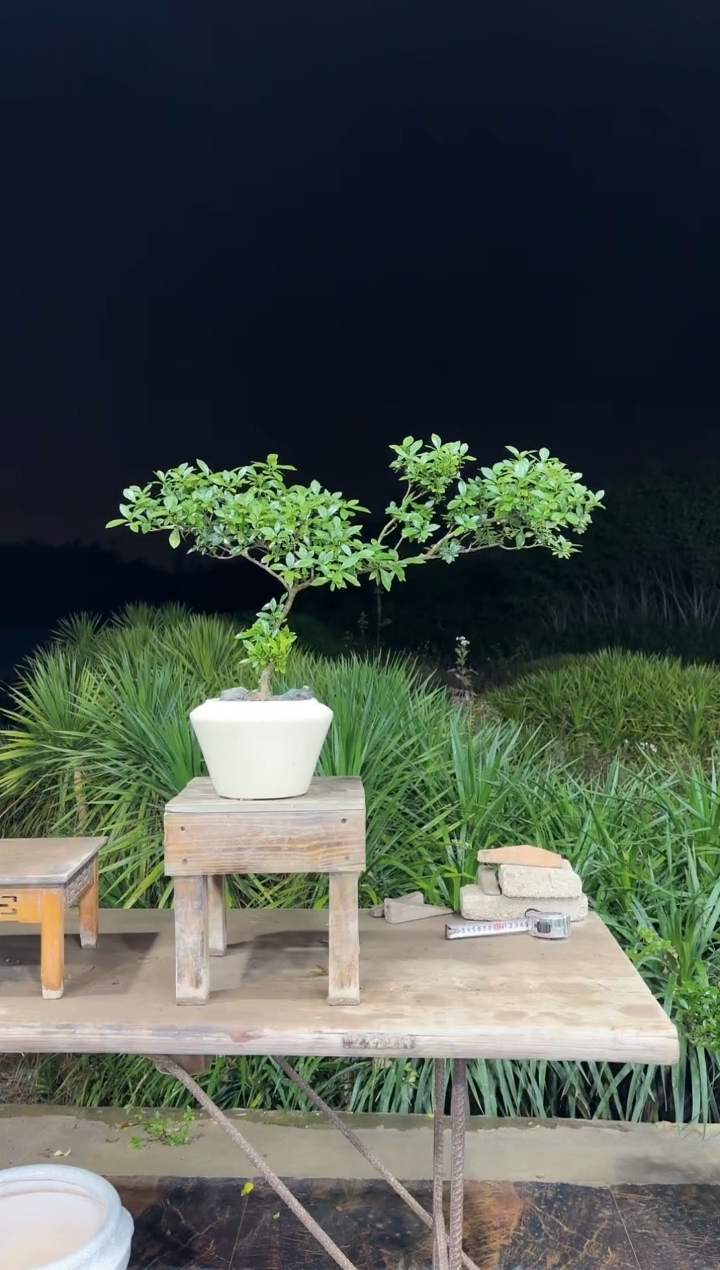 【闪购商品】盆景海岛栀子花