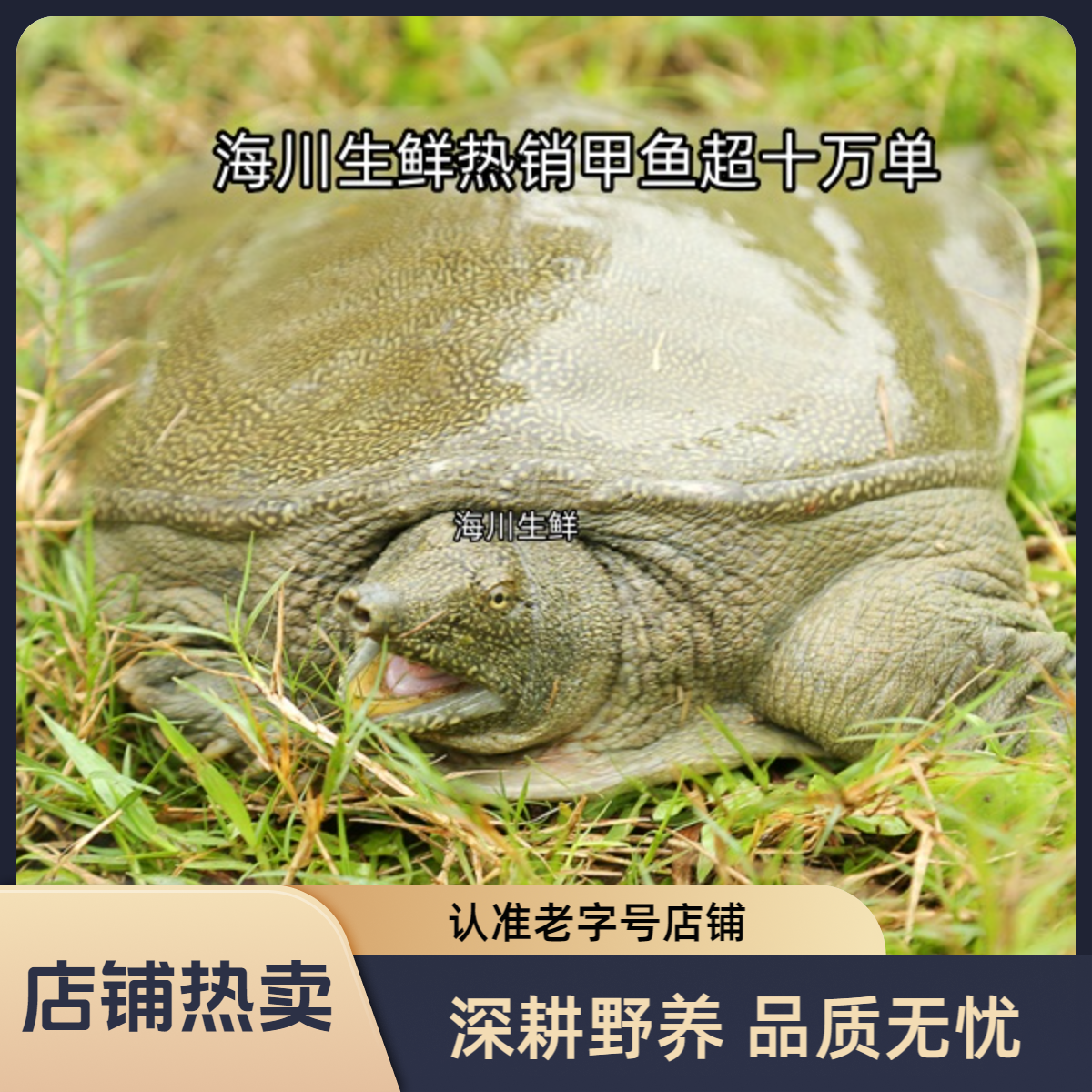 【单只公甲鱼3.5斤-4.0斤】外塘青背白底仿野可食用大甲鱼老甲鱼