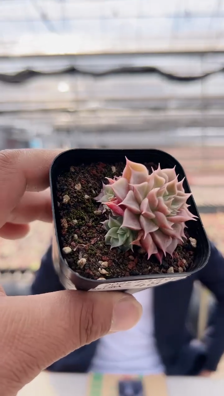 【闪购商品】新款多肉-48