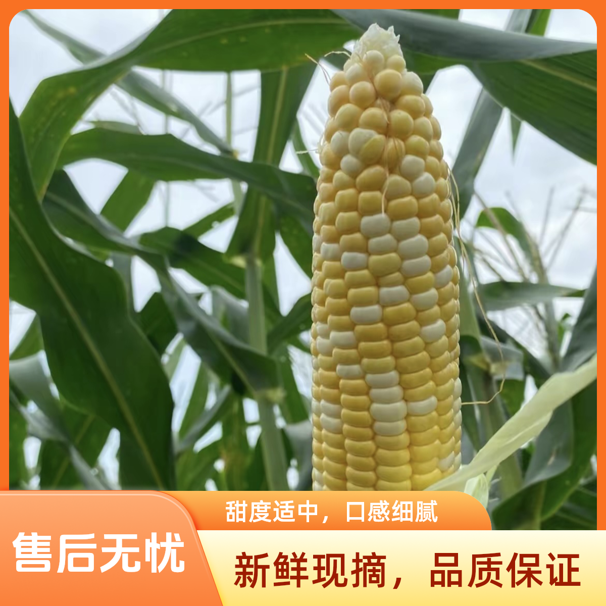 现摘现发 甘肃新鲜水果甜玉米可生吃爆浆甜脆口感清甜颗粒饱满