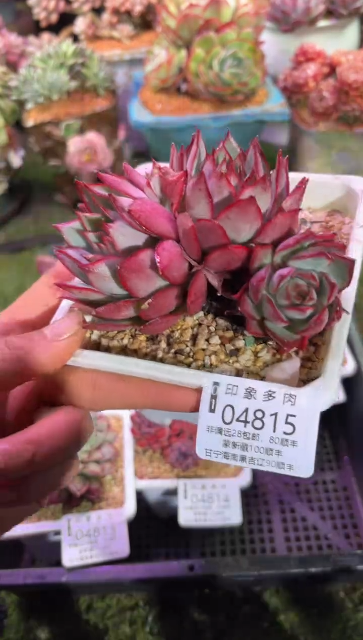 【闪购商品】04815