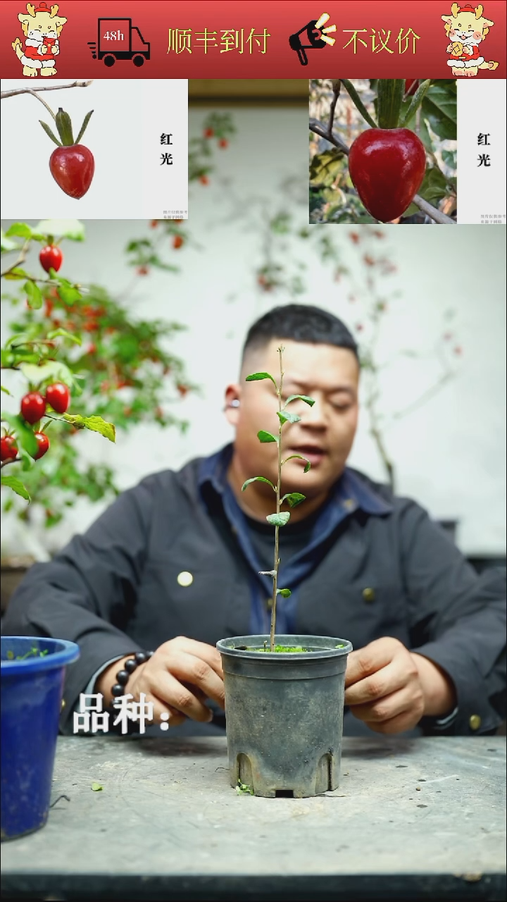 无花朵长*/68顺丰包邮/251117/6/红光