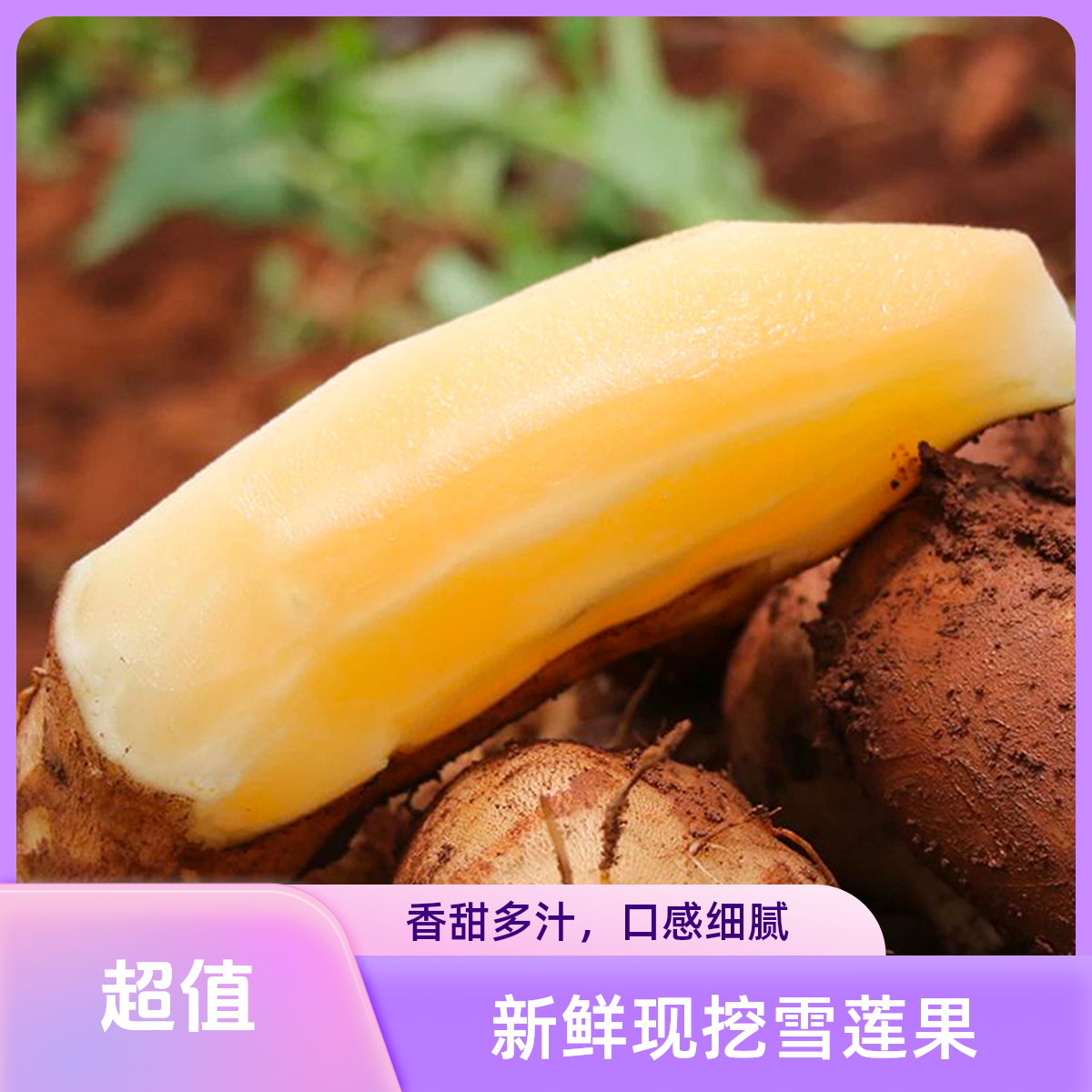 云南天山雪莲果清甜可口果农应季新鲜现挖产地直发整箱包邮