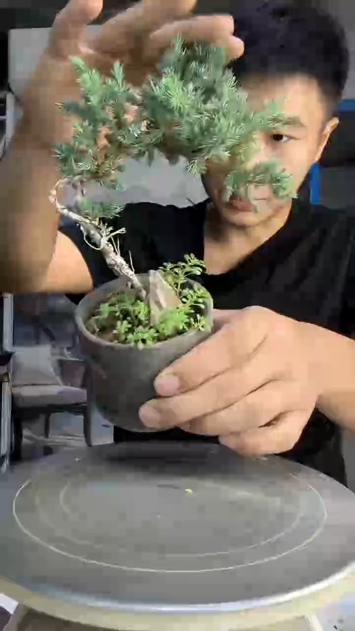涂*中青园艺一物一拍115