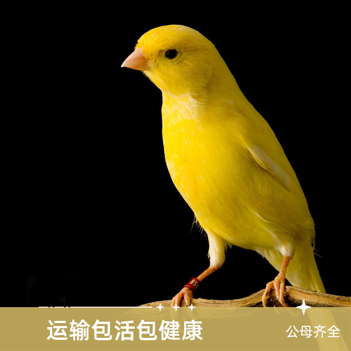 宠物鸟活宠活体鸟文鸟玉鸟 山东黄橘黄扬州黄蜡黄 京东顺丰发