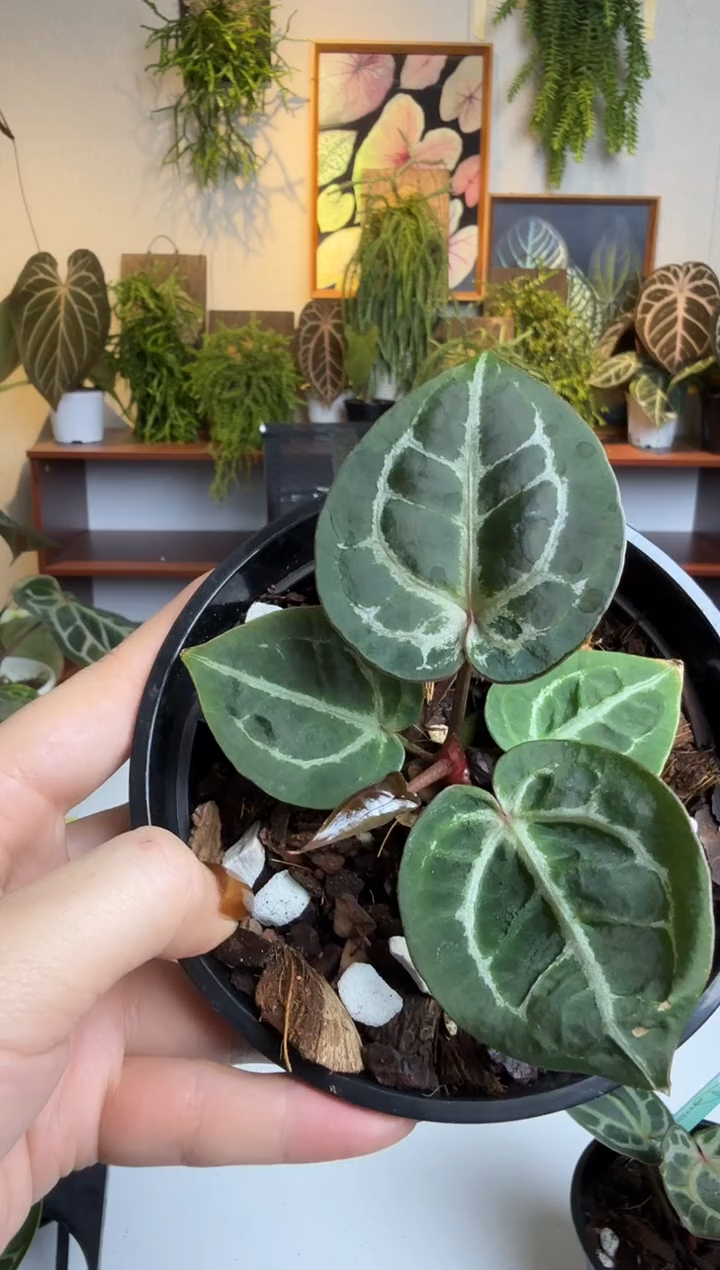 完全开放959  神秘a88杂nse