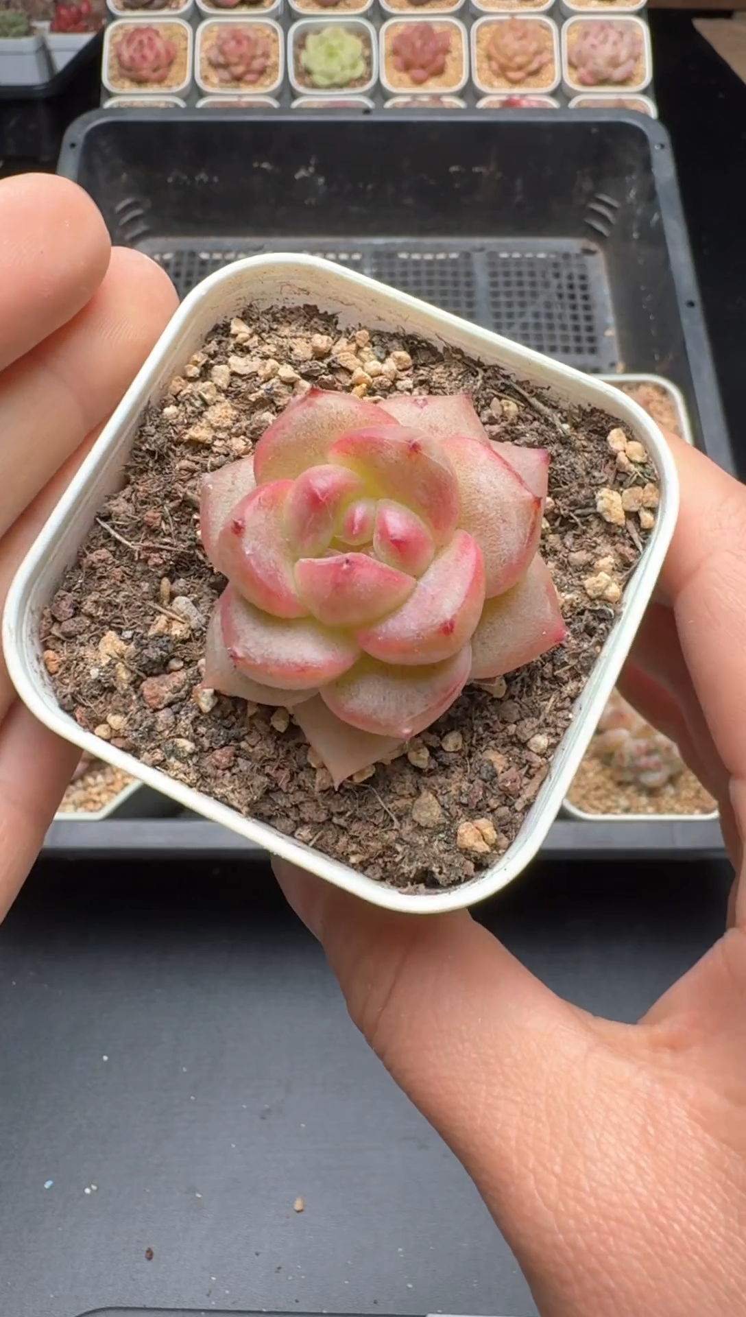 【闪购商品】014号 珍妮杂交多肉 花卉植物