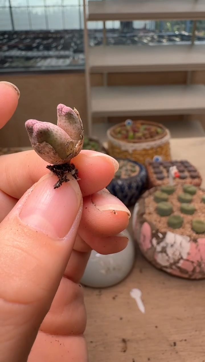 2-305多肉植物肉锥