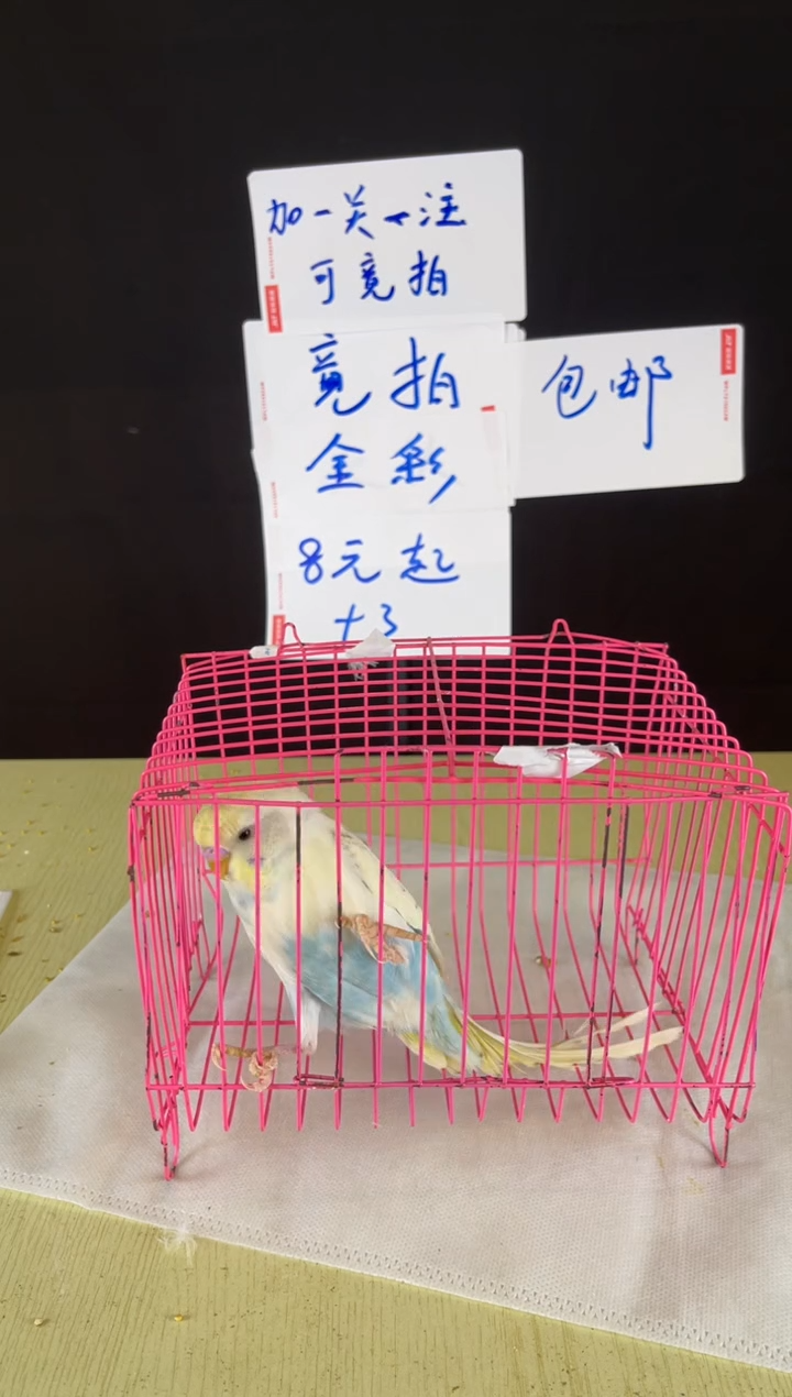 虎皮鹦鹉特色虎皮