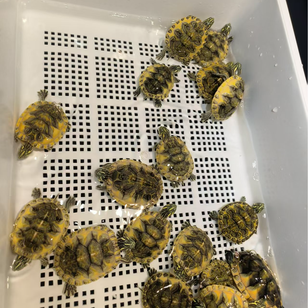 巴西蜡笔 火焰龟 黄耳龟观赏龟直播间专拍连接