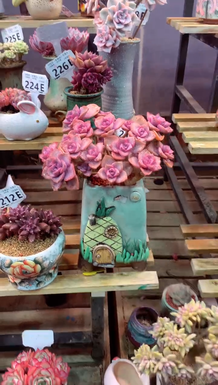 213E（一物一拍，精品多肉，w所见即所得 