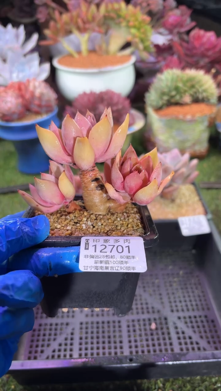 【闪购商品】12701