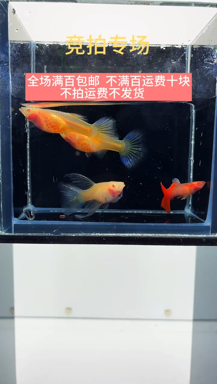 孔雀鱼蓝白玻璃体跑红绒球一组-41