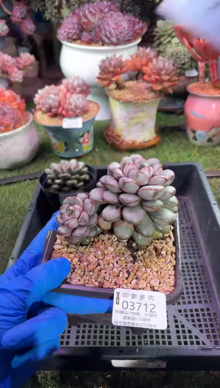 【闪购商品】03712