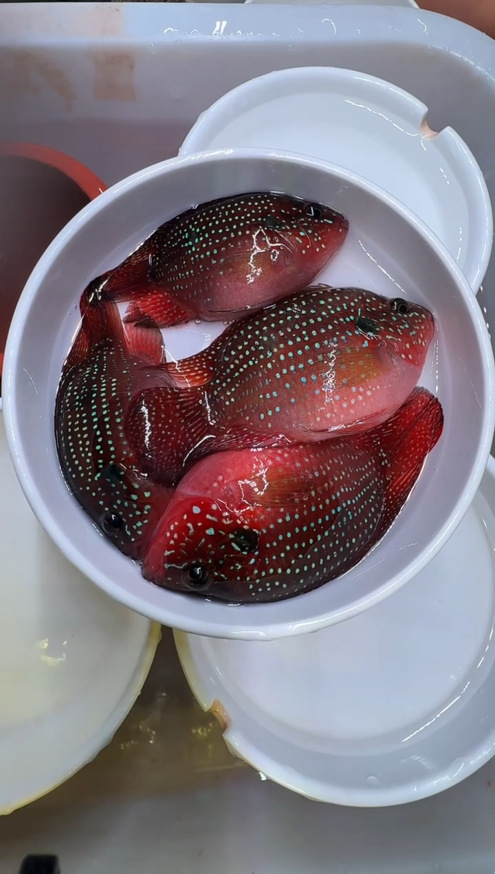 红宝石鱼红宝石球2对