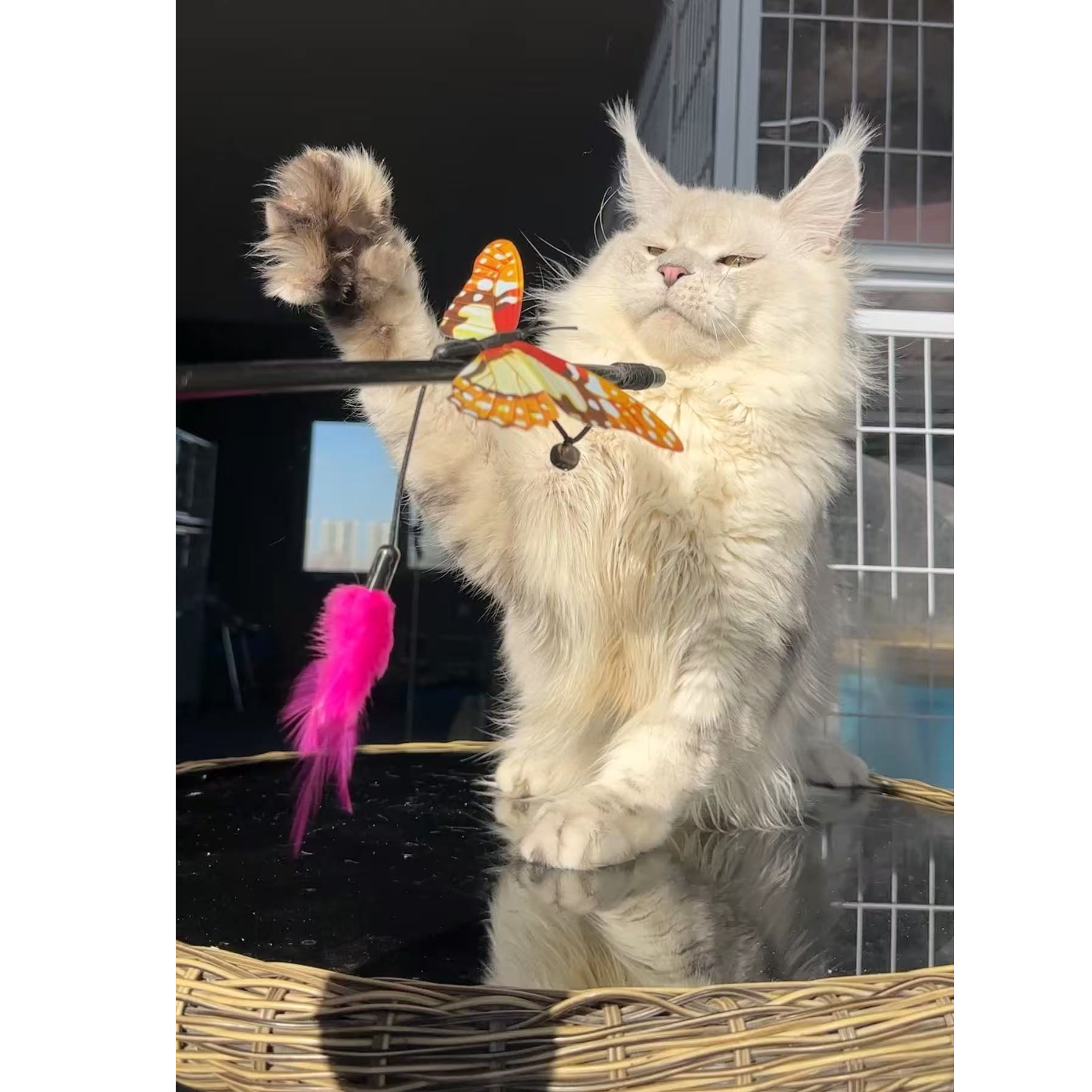 （刘有财缅因猫）T猫咪活体