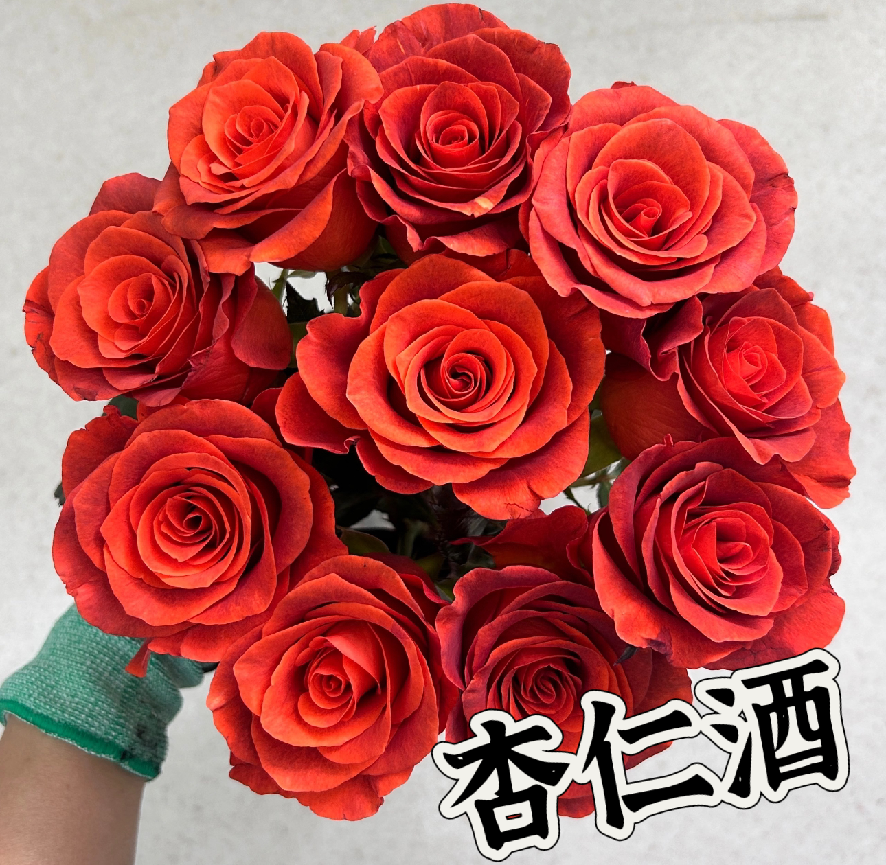 【杏仁酒】可儿茁时花园精选月季 根接精品苗灌木抗病耐阴淡香抗病