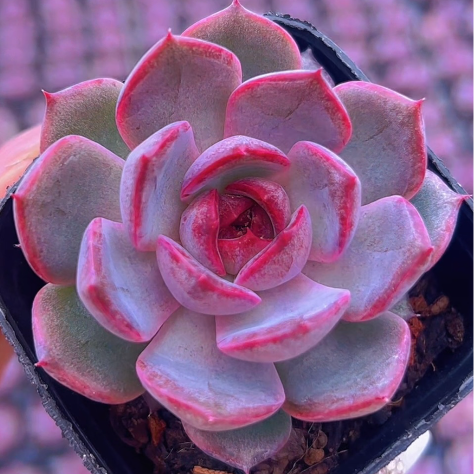 慢悠花房 蓝莓 精品多肉办公室阳台绿植园艺盆栽花卉庭院多肉植物