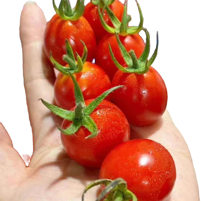 甜！玲珑千禧小番茄1-6斤番茄同城配千禧圣女果云南省
